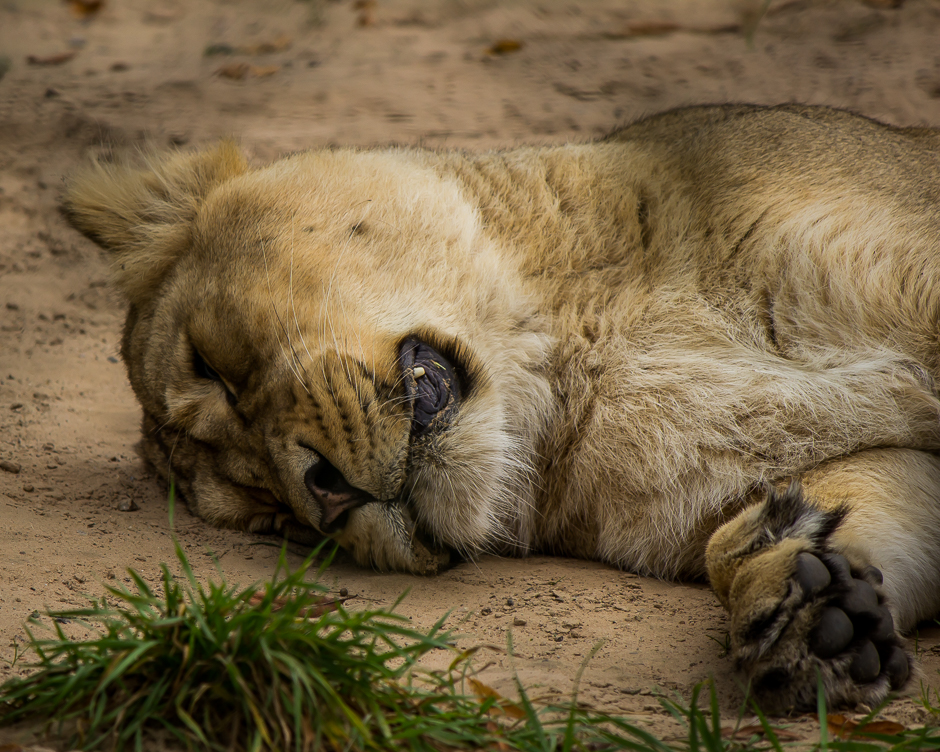 Sleeping Lion-1